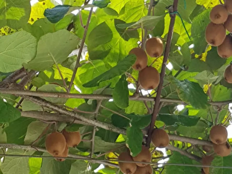 Immagine 2 di Casa indipendente in vendita  in Via Busa a Bolzano Vicentino