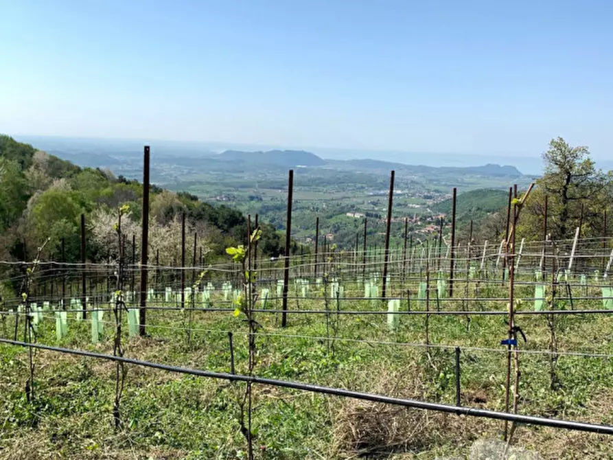 Immagine 5 di Terreno in vendita  a Caprino Veronese