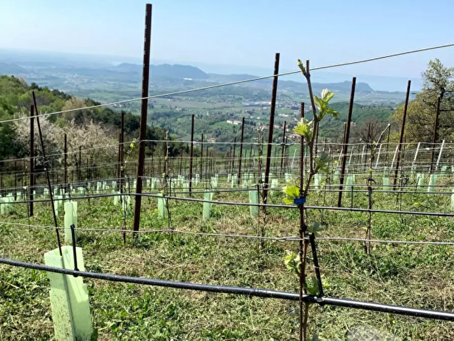 Immagine 6 di Terreno in vendita  a Caprino Veronese
