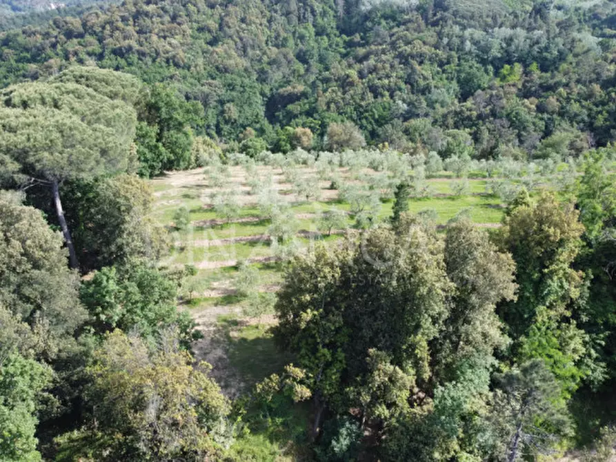 Immagine 23 di Rustico / casale in vendita  a Palaia