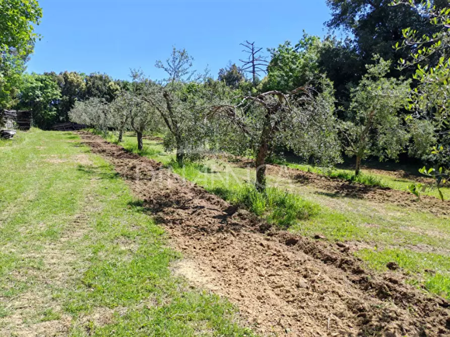 Immagine 24 di Rustico / casale in vendita  a Palaia