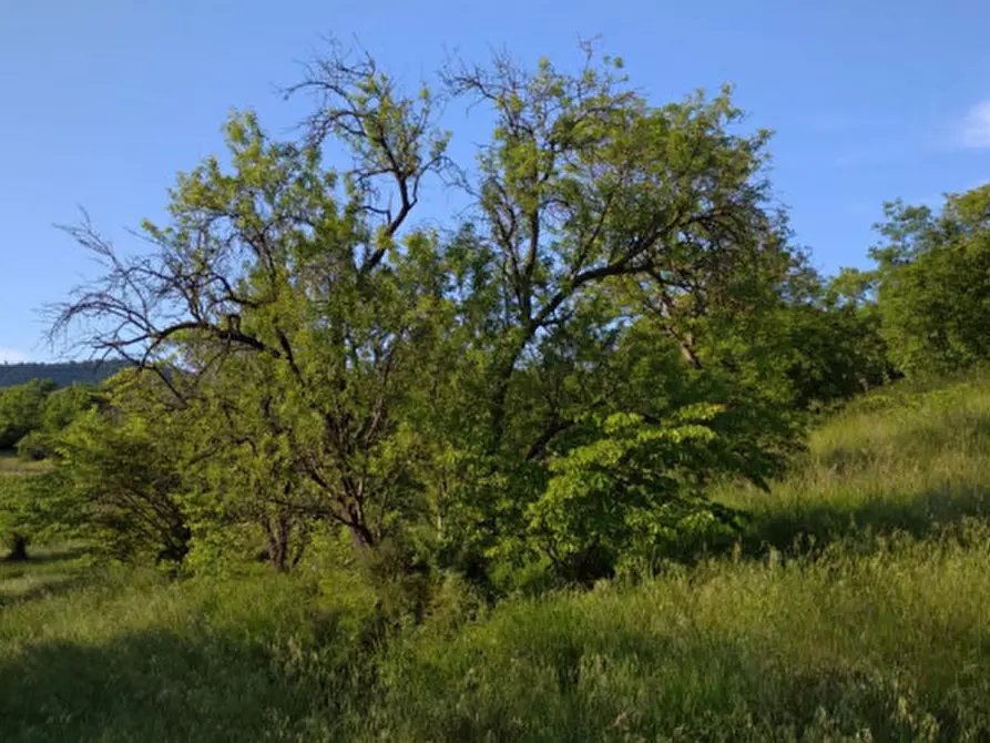 Immagine 37 di Villa in vendita  a Arqua' Petrarca