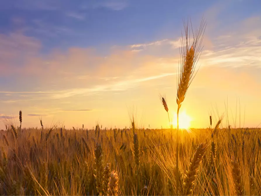 Immagine 1 di Terreno in vendita  in via colorno a Sorbolo Mezzani