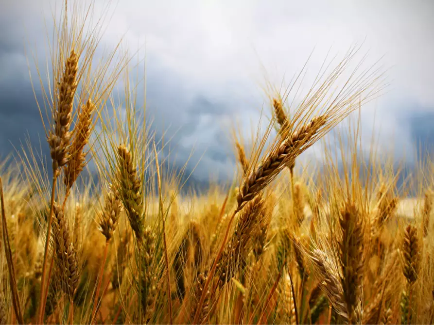 Immagine 2 di Terreno in vendita  in via colorno a Sorbolo Mezzani