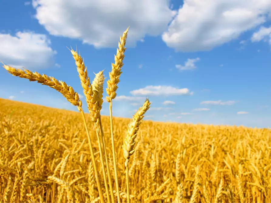 Immagine 3 di Terreno in vendita  in via colorno a Sorbolo Mezzani