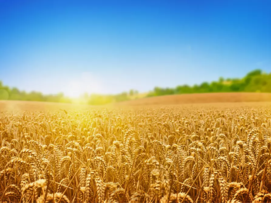 Immagine 4 di Terreno in vendita  in via colorno a Sorbolo Mezzani