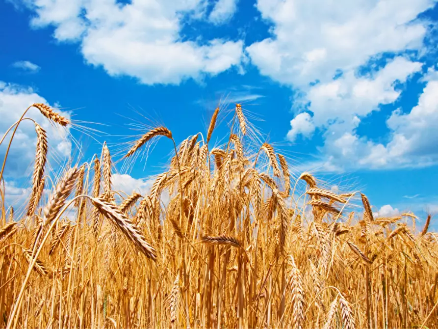 Immagine 5 di Terreno in vendita  in via colorno a Sorbolo Mezzani