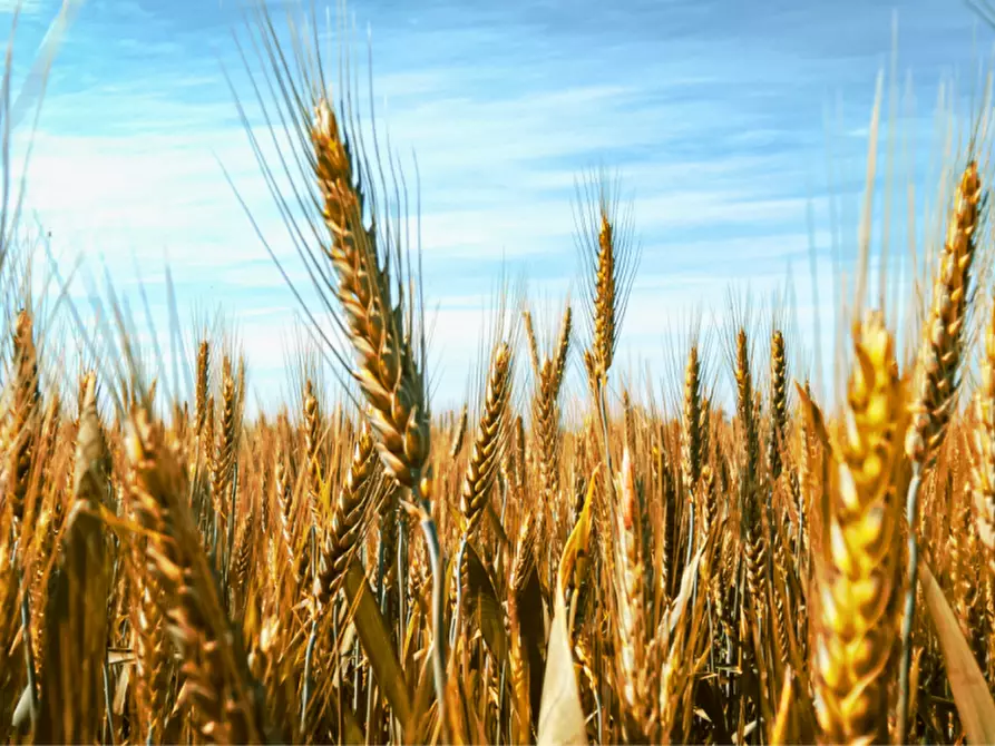 Immagine 7 di Terreno in vendita  in via colorno a Sorbolo Mezzani