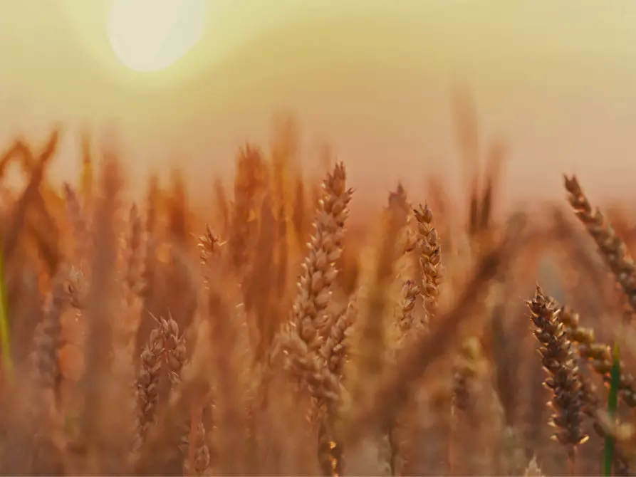 Immagine 8 di Terreno in vendita  in via colorno a Sorbolo Mezzani