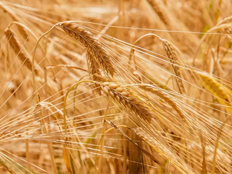 Immagine 9 di Terreno in vendita  in via colorno a Sorbolo Mezzani