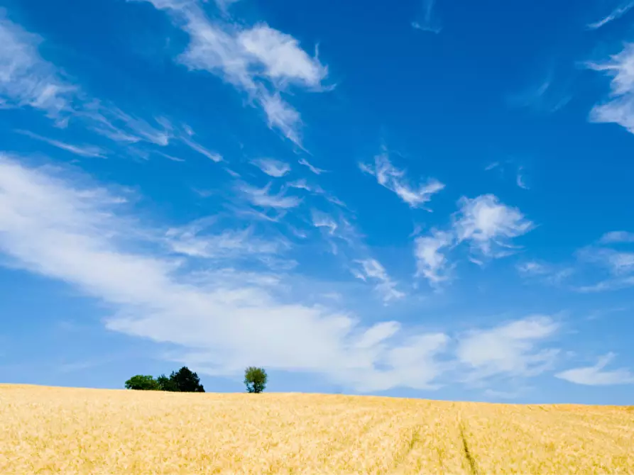 Immagine 10 di Terreno in vendita  in via colorno a Sorbolo Mezzani