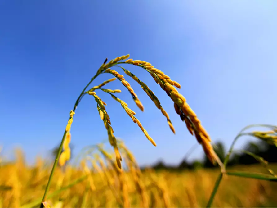 Immagine 11 di Terreno in vendita  in via colorno a Sorbolo Mezzani