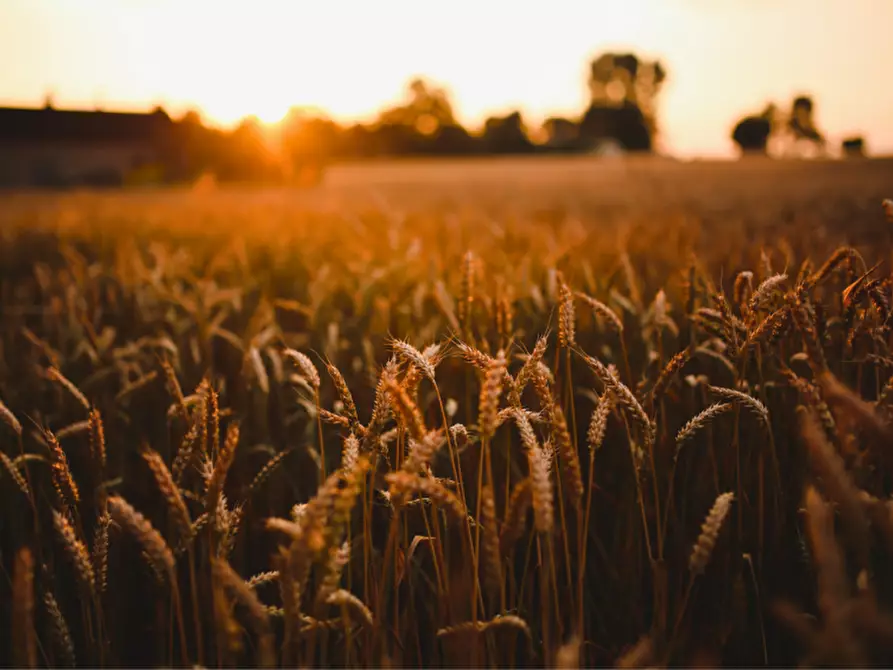 Immagine 12 di Terreno in vendita  in via colorno a Sorbolo Mezzani