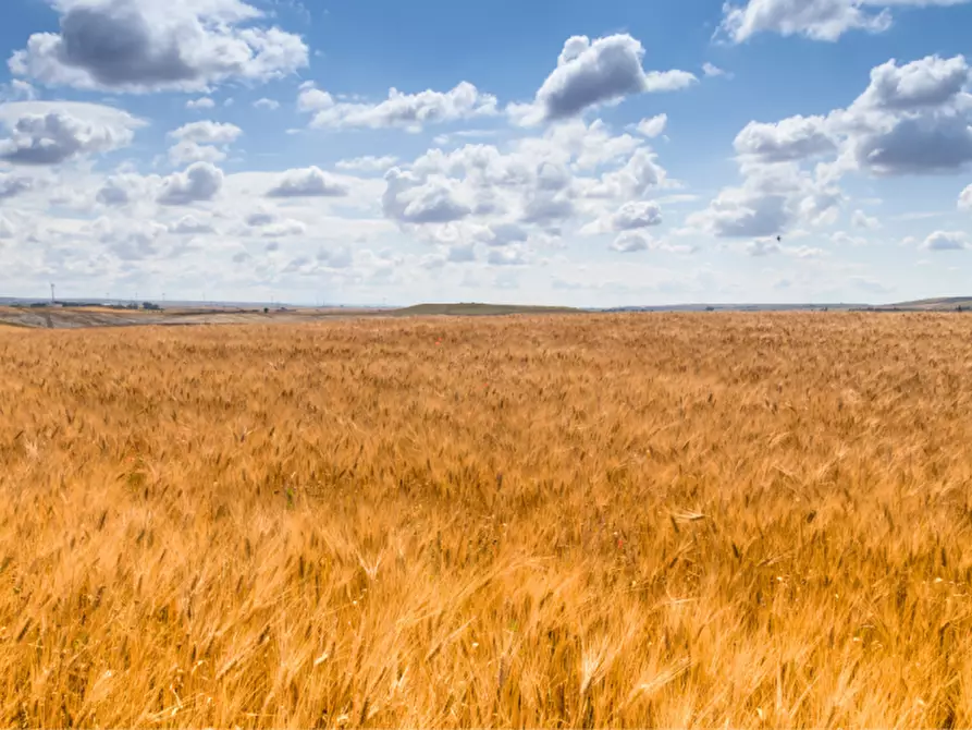 Immagine 13 di Terreno in vendita  in via colorno a Sorbolo Mezzani
