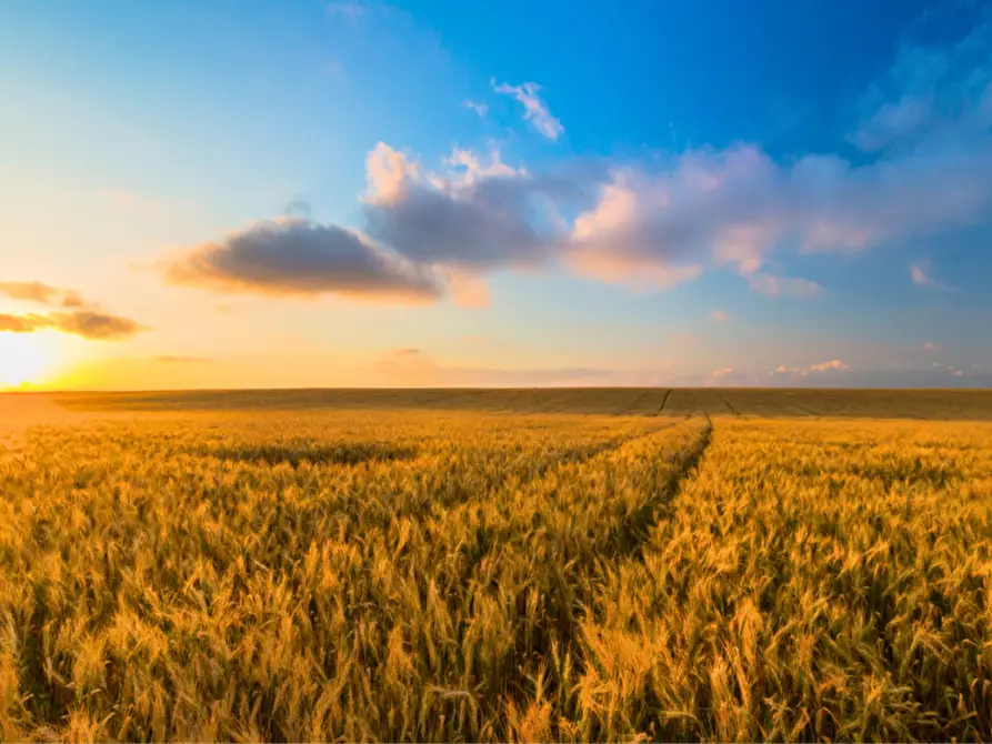 Immagine 14 di Terreno in vendita  in via colorno a Sorbolo Mezzani