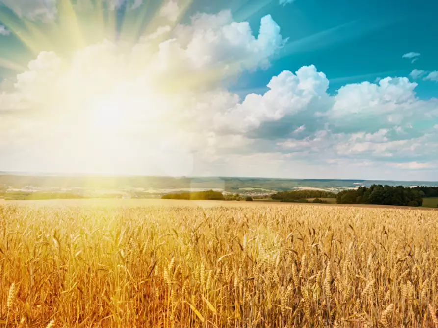 Immagine 15 di Terreno in vendita  in via colorno a Sorbolo Mezzani