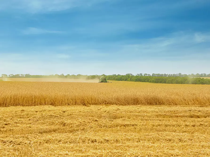 Immagine 16 di Terreno in vendita  in via colorno a Sorbolo Mezzani
