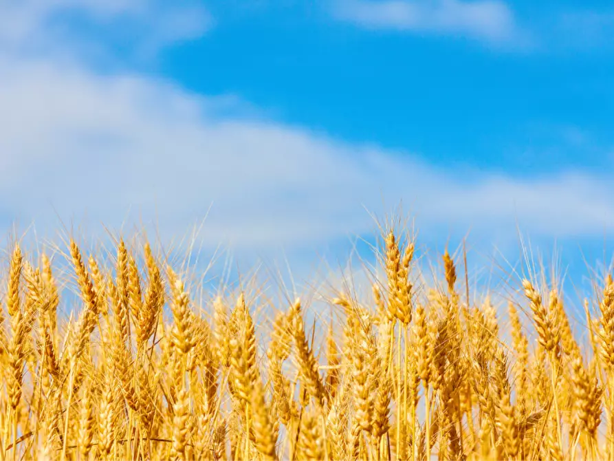 Immagine 17 di Terreno in vendita  in via colorno a Sorbolo Mezzani