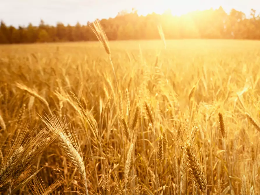 Immagine 18 di Terreno in vendita  in via colorno a Sorbolo Mezzani