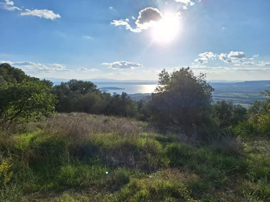 Immagine 3 di Terreno in vendita  a Passignano Sul Trasimeno