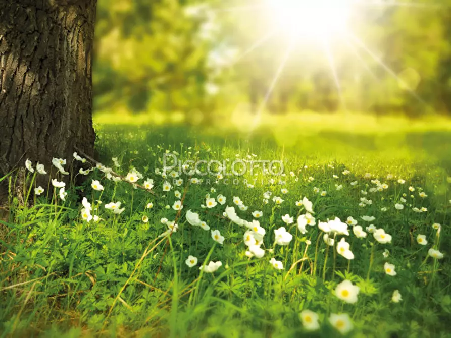 Immagine 11 di Appartamento in vendita  in località Ronco a Cortina D'ampezzo