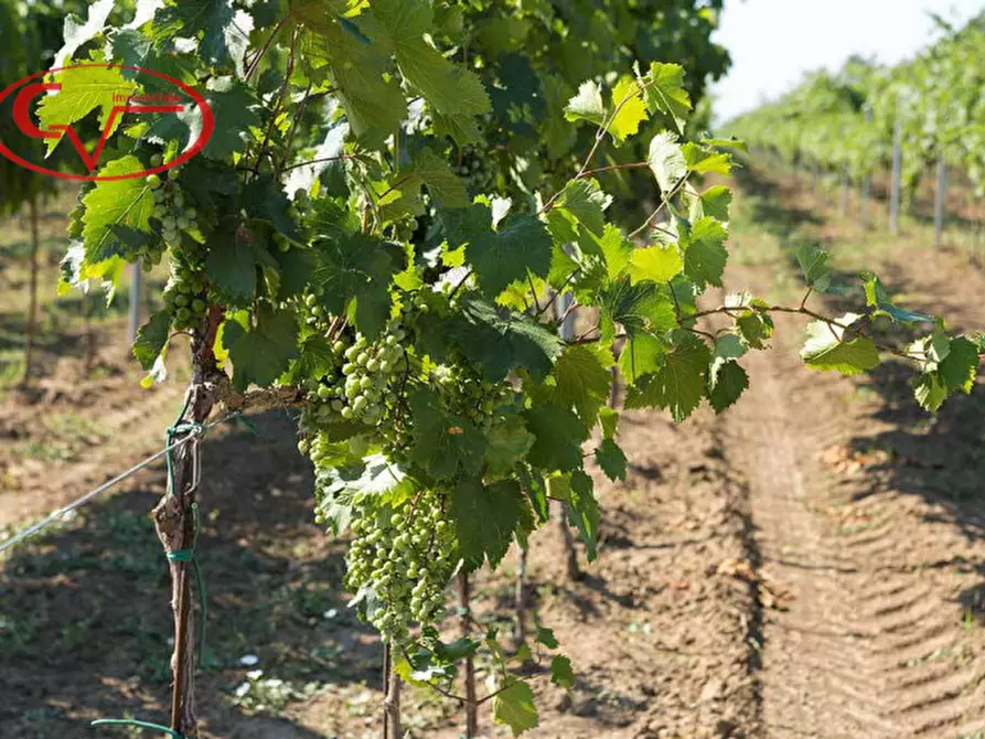 Immagine 2 di Terreno in vendita  in via di Caposelvi a Bucine