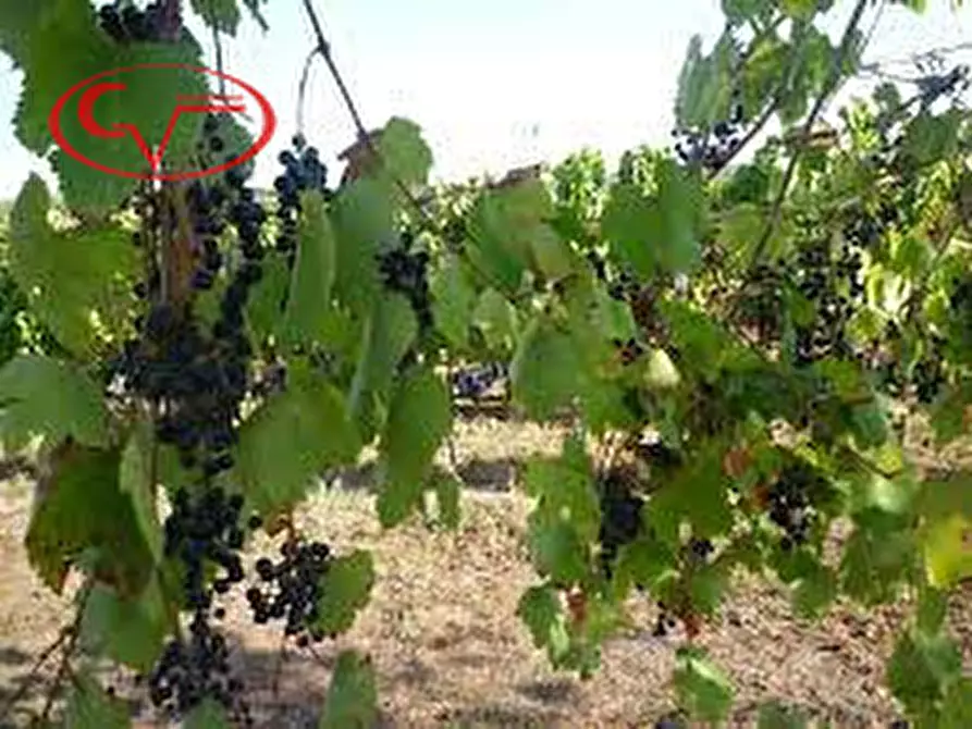 Immagine 3 di Terreno in vendita  in via di Caposelvi a Bucine