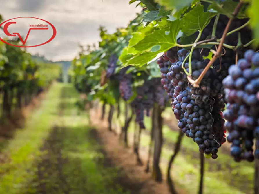 Immagine 4 di Terreno in vendita  in via di Caposelvi a Bucine