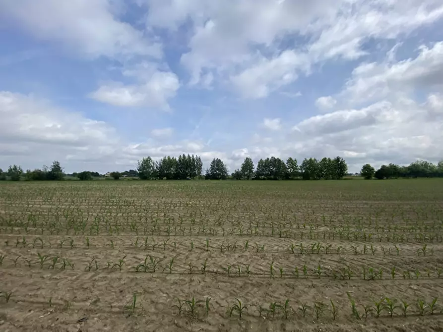Immagine 3 di Terreno in vendita  in Via croce a Polverara