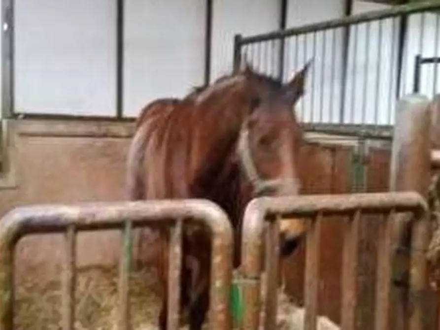 Immagine 41 di Villa in vendita  in VIA PERAROLO a San Bonifacio