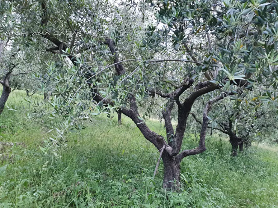 Immagine 3 di Terreno in vendita  in Via Serra a Vallefoglia