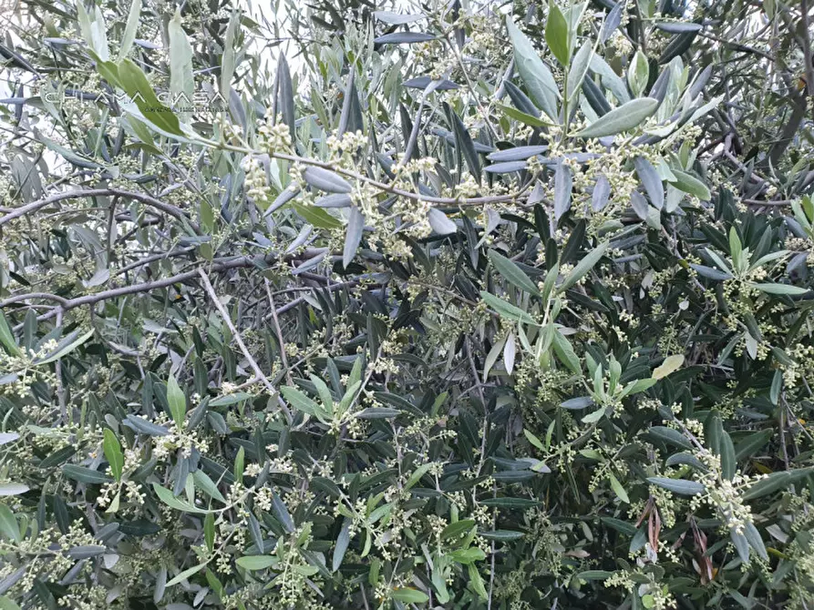 Immagine 5 di Terreno in vendita  in Via Serra a Vallefoglia