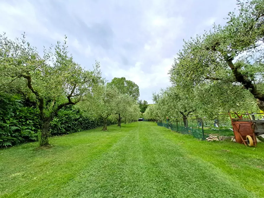 Immagine 4 di Terreno in vendita  a Passignano Sul Trasimeno