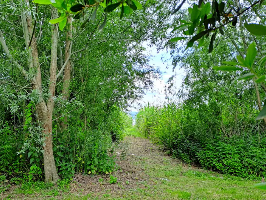 Immagine 8 di Terreno in vendita  a Passignano Sul Trasimeno