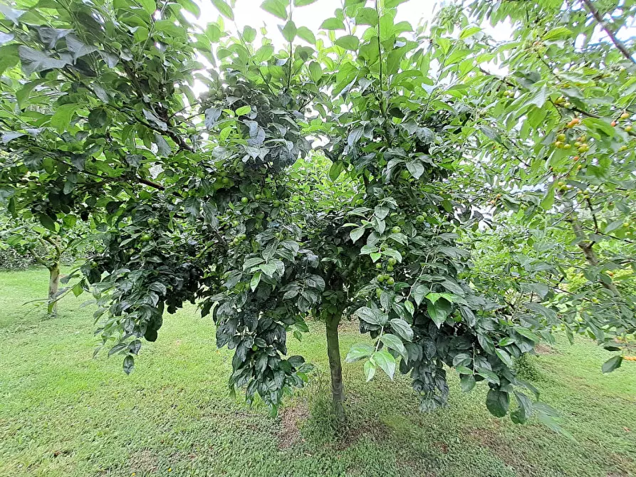Immagine 10 di Terreno in vendita  a Passignano Sul Trasimeno