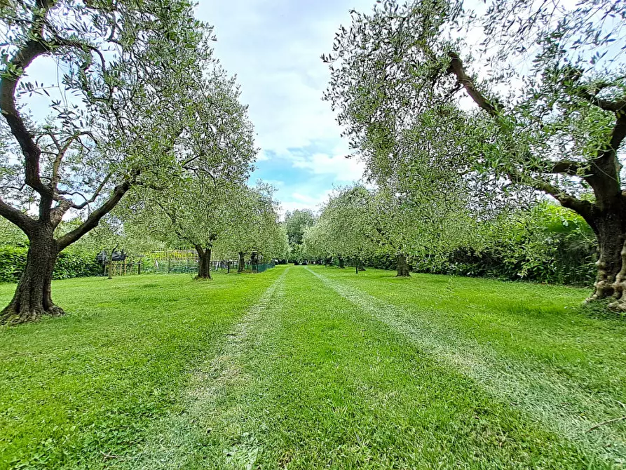 Immagine 12 di Terreno in vendita  a Passignano Sul Trasimeno
