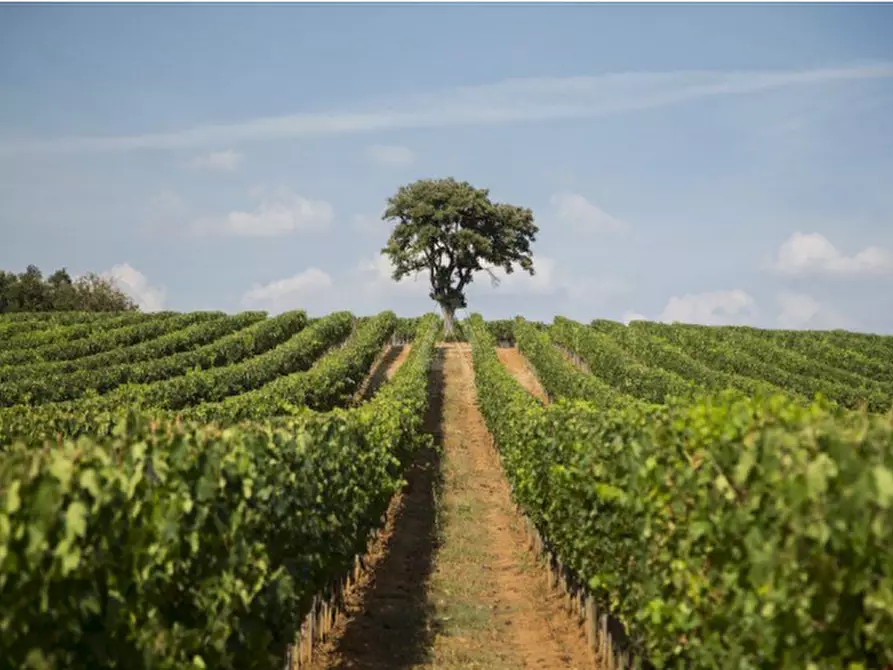 Immagine 6 di Casa indipendente in vendita  a Cinigiano