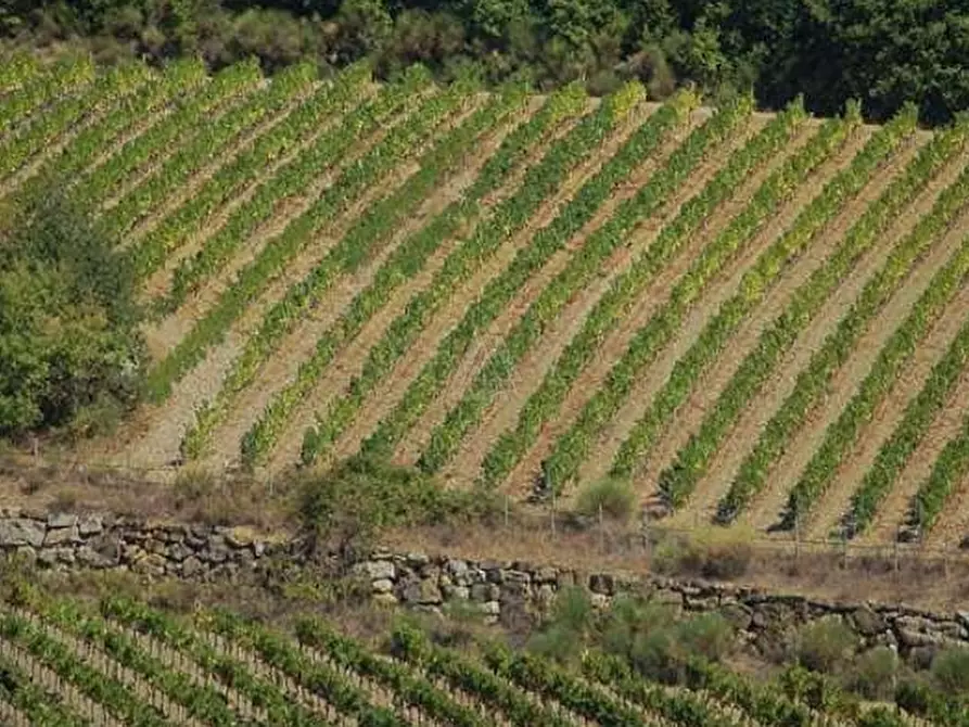 Immagine 16 di Casa indipendente in vendita  a Cinigiano