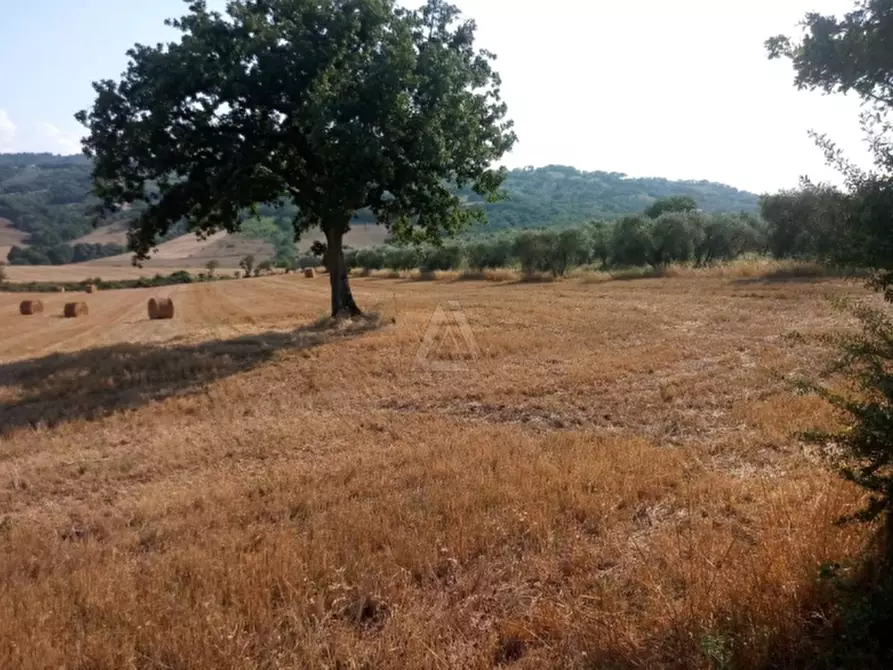Immagine 18 di Casa indipendente in vendita  a Cinigiano