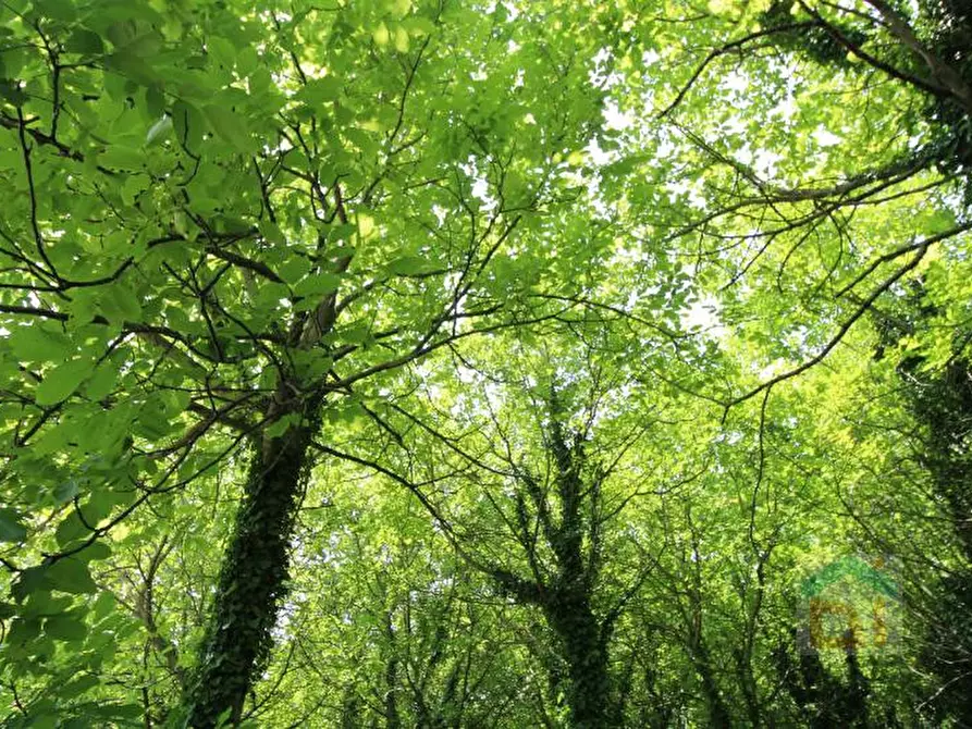 Immagine 3 di Terreno in vendita  in via Marconi snc a Aiello Del Friuli