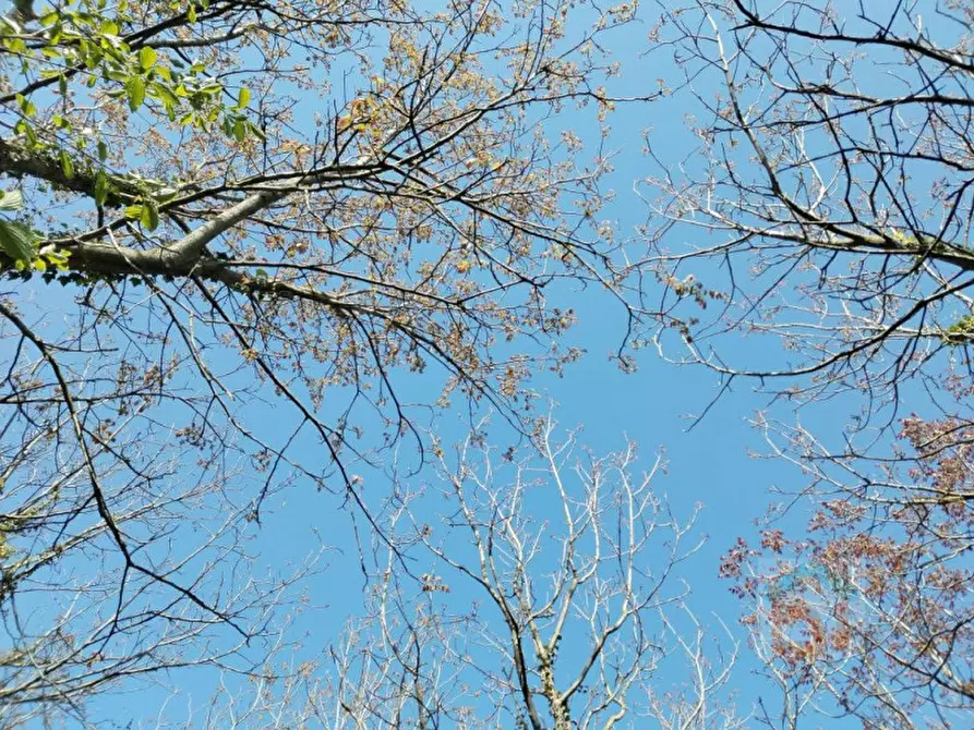 Immagine 24 di Terreno in vendita  in via Marconi snc a Aiello Del Friuli