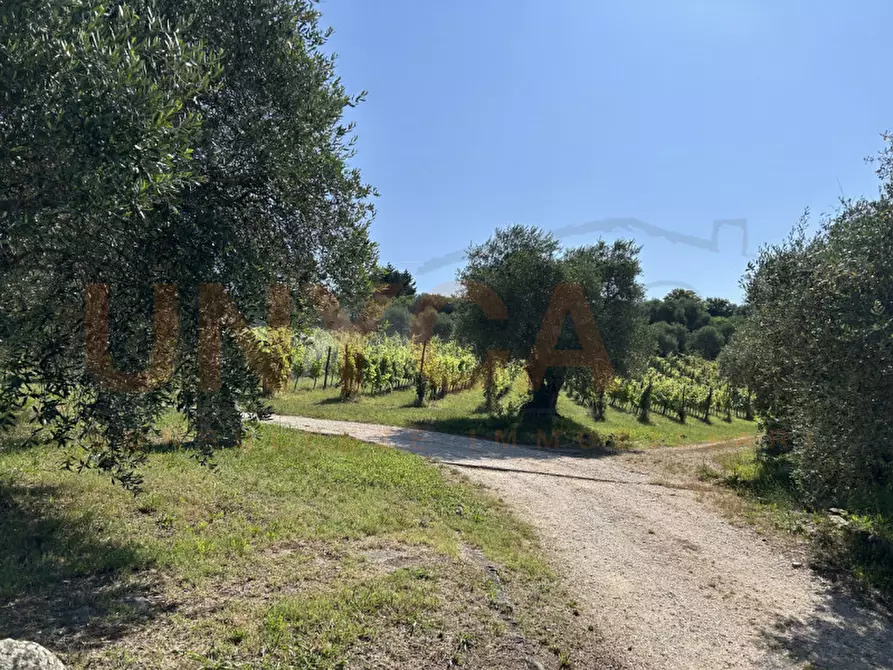 Immagine 25 di Agriturismo in vendita  a Cinto Euganeo