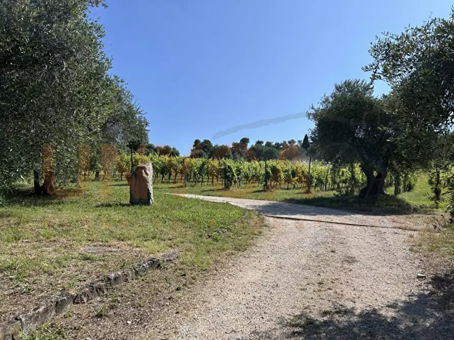 Immagine 27 di Agriturismo in vendita  a Cinto Euganeo