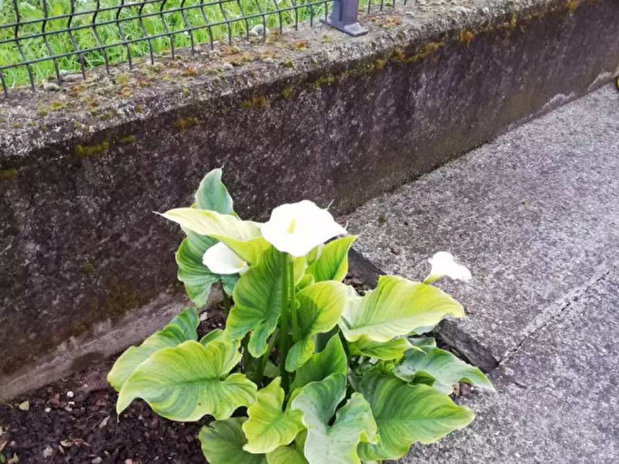 Immagine 6 di Casa bifamiliare in vendita  in Via Crosara, 2/E a Bolzano Vicentino