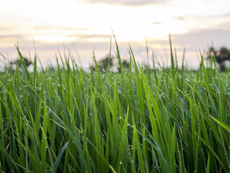 Immagine 5 di Terreno in vendita  in Via Feratine a Montebelluna