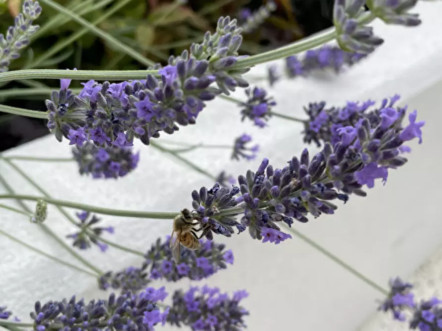 Immagine 14 di Appartamento in vendita  in Via Giovanni Battista Imperiali a Vicenza