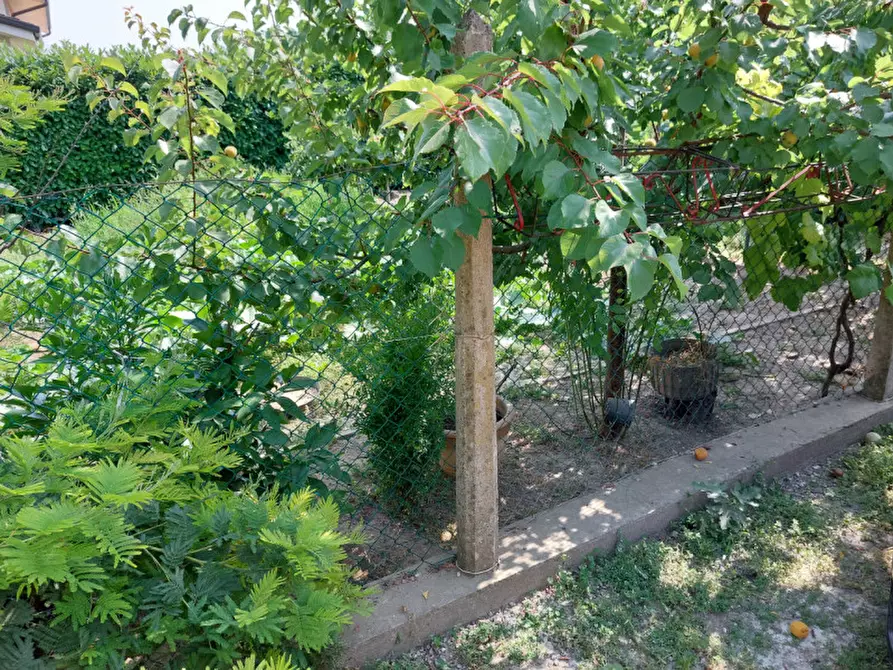 Immagine 4 di Casa indipendente in vendita  a Badia Polesine