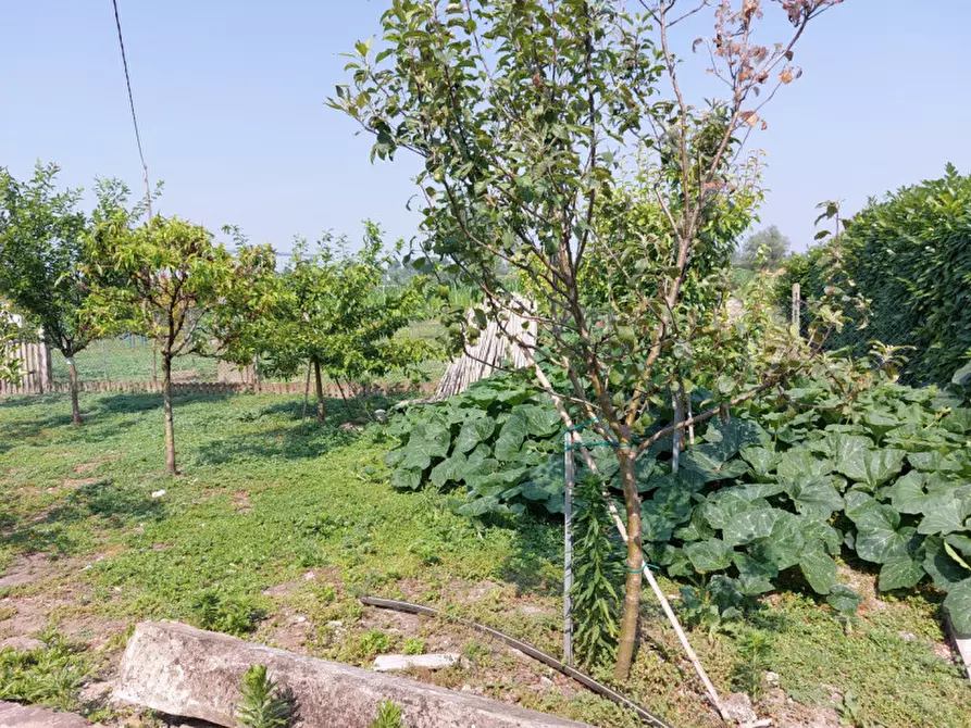 Immagine 9 di Casa indipendente in vendita  a Badia Polesine
