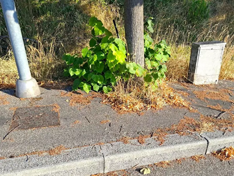 Immagine 6 di Terreno in vendita  in Via Emilio Alessandrini, 47032 Bertinoro FC, Italia a Bertinoro