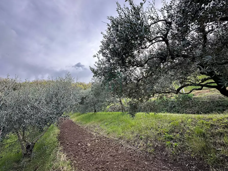 Immagine 5 di Terreno in vendita  in via santa maria a Roncà